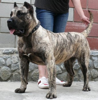 VIP LADY PERRO PRESA GRAND