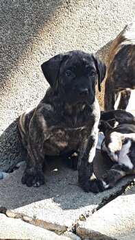 COFFE BAD DOGZ CANARIO