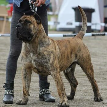 NITRO BULLSARA DEL PEMBA