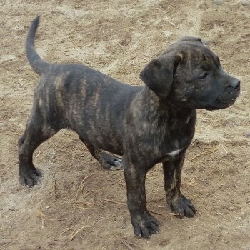 MIURA DE PEYRE KENNELS