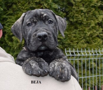 BEJARDA