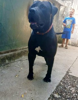 MAGO DE SPALATO BULL