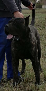 PERROS CANARIOS OROS GRUT