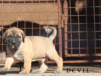MAD DOG DEVIL