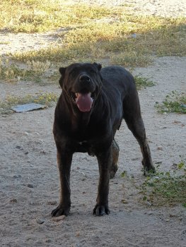 LANA DE KING ZULU