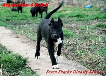 AFGHANISTAN OF SEVEN SHARKY DINASTY