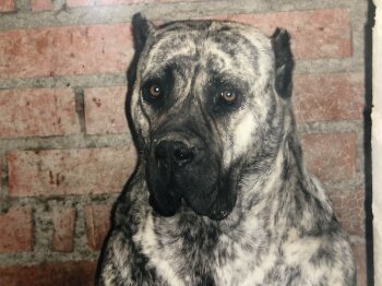 NAYARA DE KING ZULU