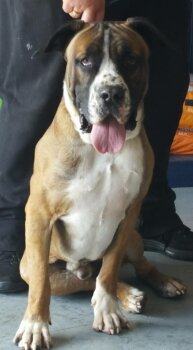 MACGREGOR DE KING ZULU
