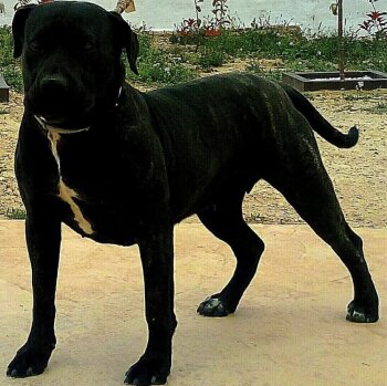 PEPA DE WILD BOYZ