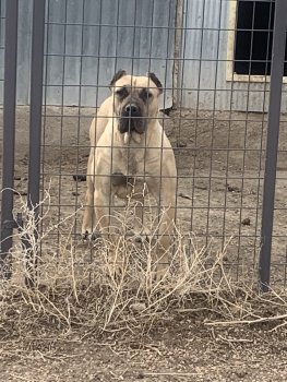 CANARIAN BULL'S SAGA