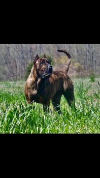 MID AMERICA K-9 BUCKEYE
