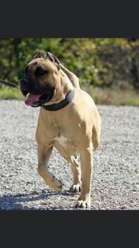 MID AMERICA K9 PAISLEY