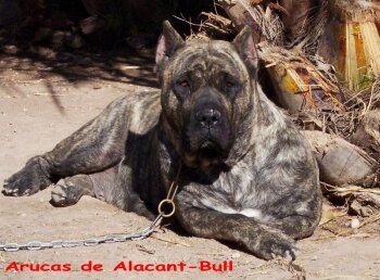 ARUCAS DE ALACANT BULL