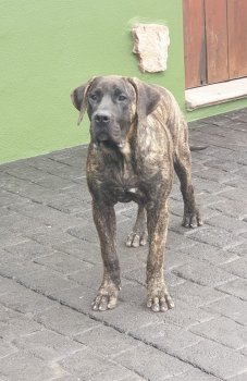 CRUFTS DE SAMCOR