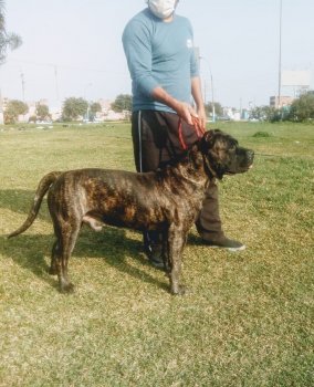 DECKER CHAJLLA PERRO DE PRESA