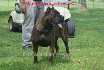EGP PRINCESSA DE MERCEDES