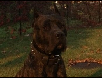 TAZZ