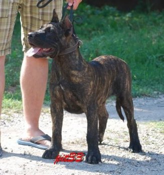 AJAX DIABLO DI ORO