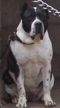 ANKANA DE PRESACANARIO2000