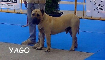 YAGO DE CASA DEL PRESA
