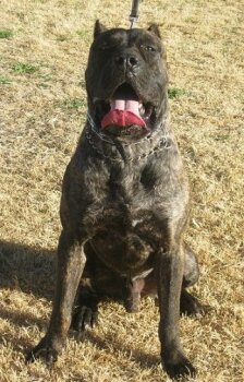 MID AMERICA K-9 DIABLO