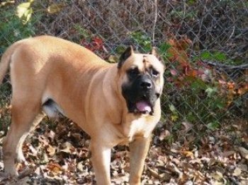 ACHILLES DE FENCING DOGS