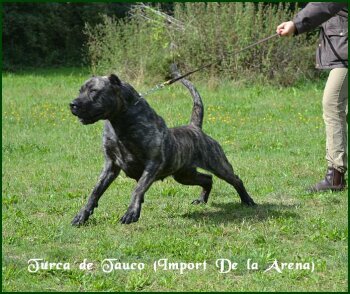 TURCA DE TAUCO
