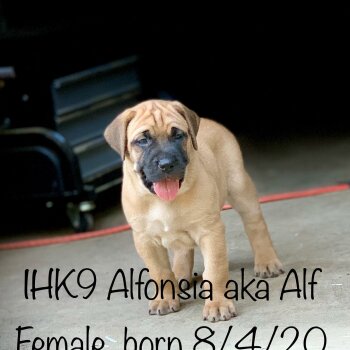ALFONSIA DE IRON HORSES