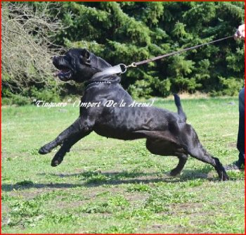 TINGUARO DE IRON BULL