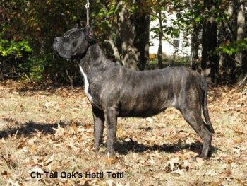 HOTTI TOTTI OF TALL OAKS