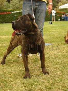 CANARY ISLAND BRUNO (ATILLA)
