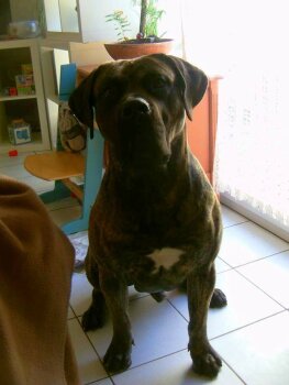 ICE-T DE LA HUELLA DEL PRESA CANARIO