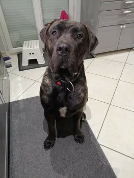 PACCO DE LA HUELLA DEL PRESA CANARIO