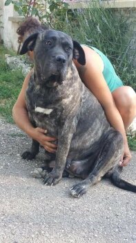 I'TANKA DE LA HUELLA DEL PRESA CANARIO