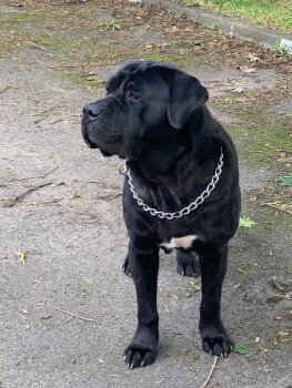 H'ALL BLACK DE LA HUELLA DEL PRESA CANARIO