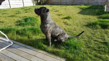 HKO DE LA HUELLA DEL PRESA CANARIO