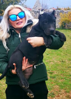 MOCAN EL AUTENTICO CANARIO
