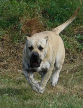 ZEUS GLADIATOR KENNEL