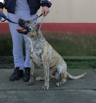 BABY FROM PRESA GLADIATOR KENNEL