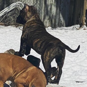 ONLY THE FAMILY KENNELS NENO