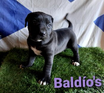 BIMBA DE BALDIO'S