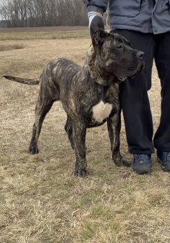 A-IGOR ATLANTIDA DE PERROS