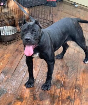 KINGDOM K9 REMY