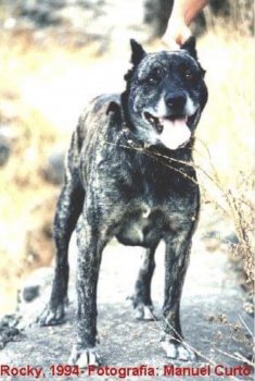 ROKY