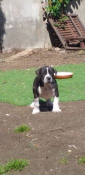 ZEUS III DE KING ZULU