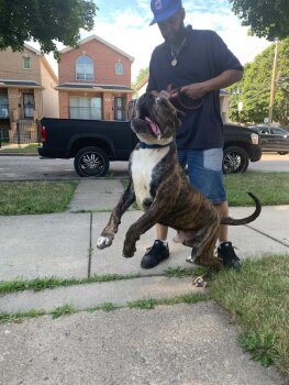 EL LOCO JR DE EXOTIC PRESA