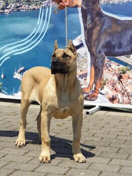 INDIO ARDOR BULL