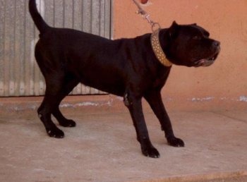 P'ORUM DE IREMA CURTO