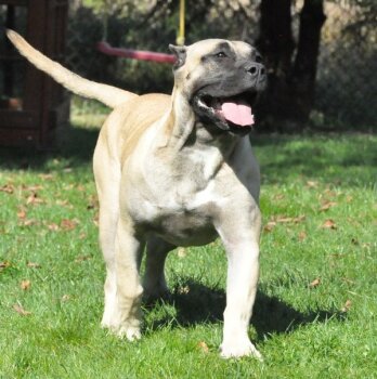 ORGIA BALUARTE DE LOS PERROS