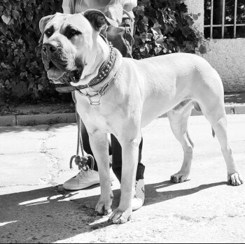 AL CAPONE DE KING ZULU